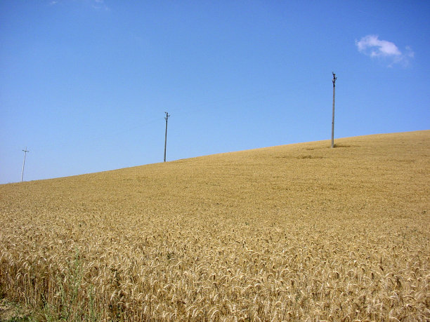 意大利粮食领域图片下载
