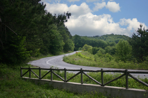 森林里阴天图片下载