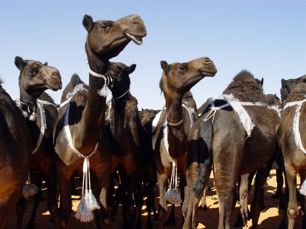 阿拉伯骆驼图片下载