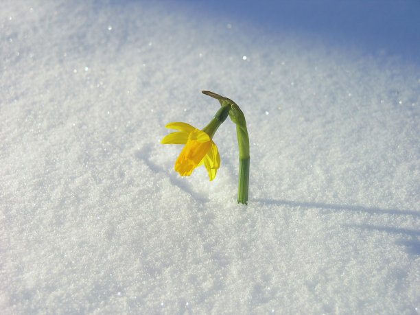雪地上的植物特写镜头图片下载