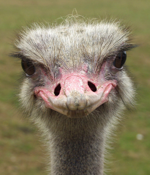厚颜无耻的鸵鸟的笑容图片下载