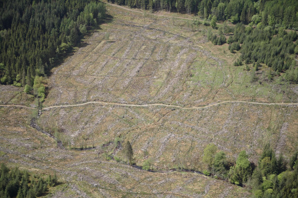 森林砍伐森林图片下载