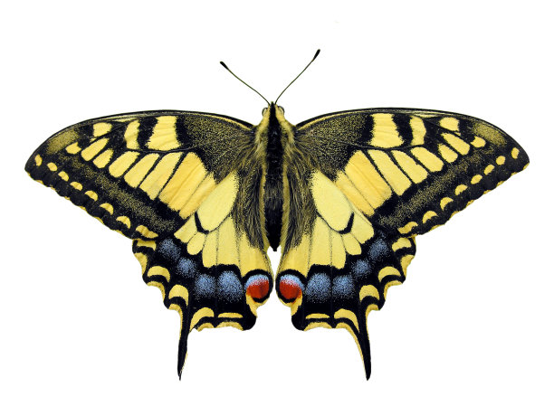 燕尾服图片下载