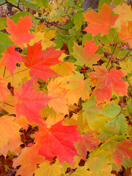 秋天五颜六色的加拿大枫叶图片下载