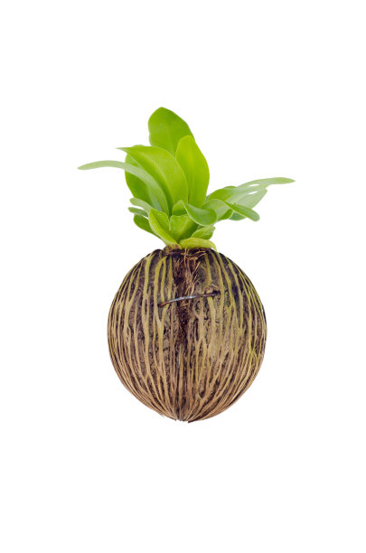 欧芹中的一种绿色蕨类植物图片下载