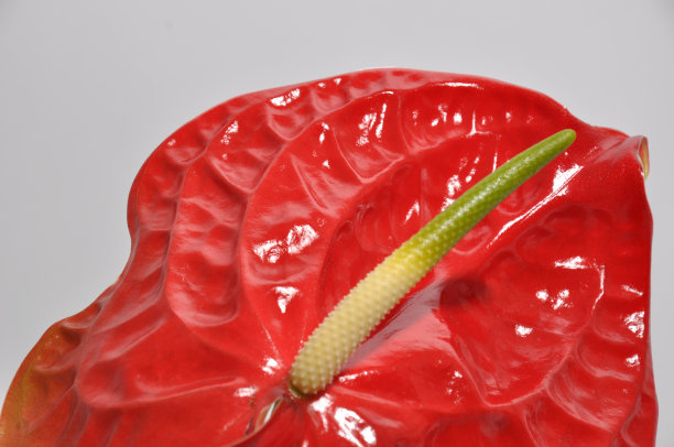 红色的花图片下载