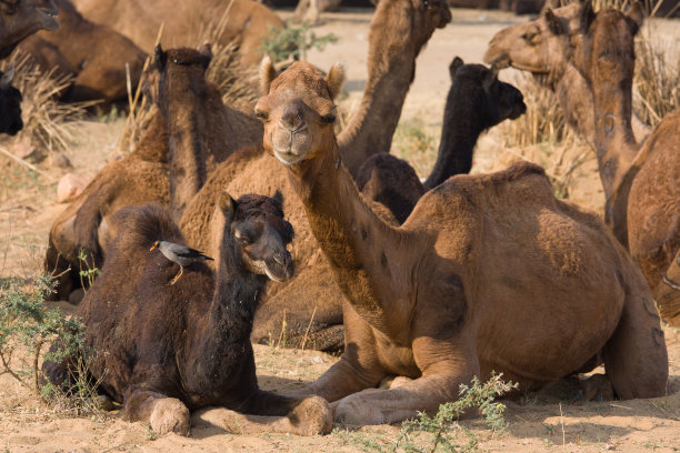 骆驼图片下载