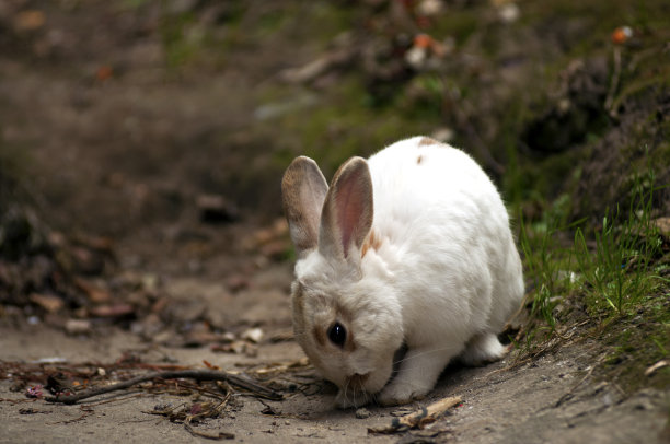 兔子在户外图片下载