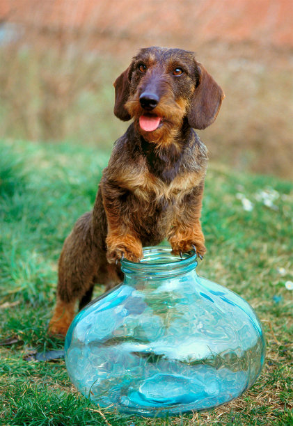 铁丝毛腊肠犬俯身在草地上的一个玻璃碗上图片下载