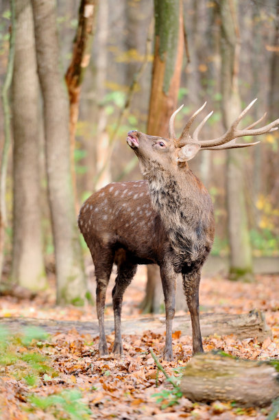 鹿图片下载