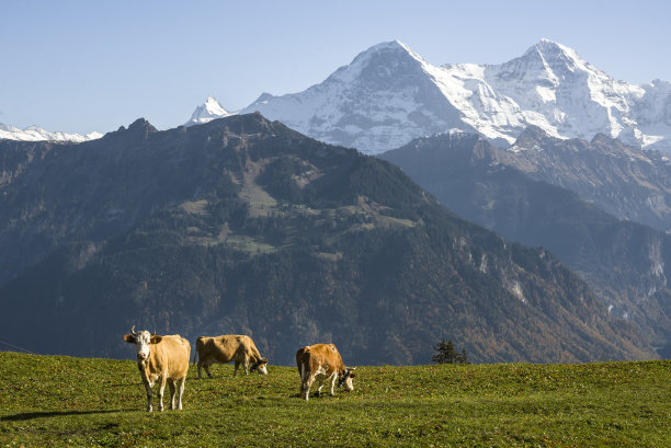 高山草甸图片下载