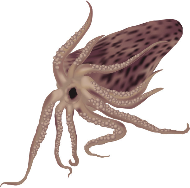 章鱼图片下载