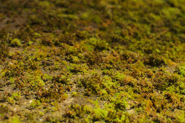 苔藓地毯图片下载
