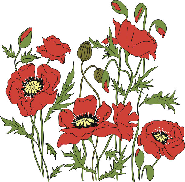 罂粟花图片下载