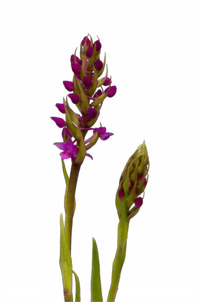 野生兰花的彩色铅笔图片图片下载