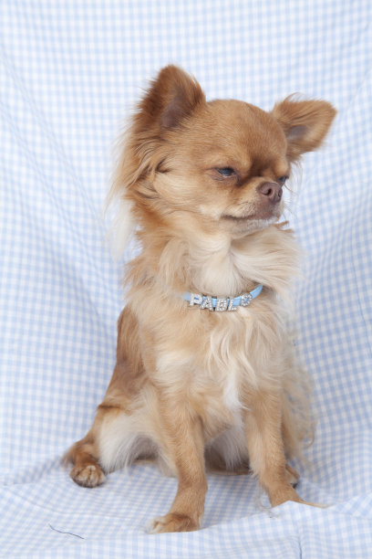 Chihuahuaon有色背景图片下载