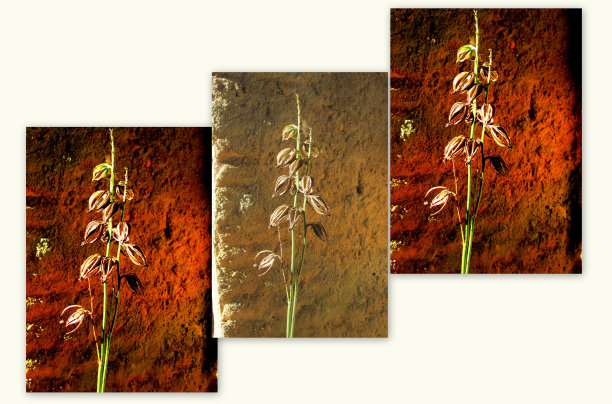 型棕色大图片下载