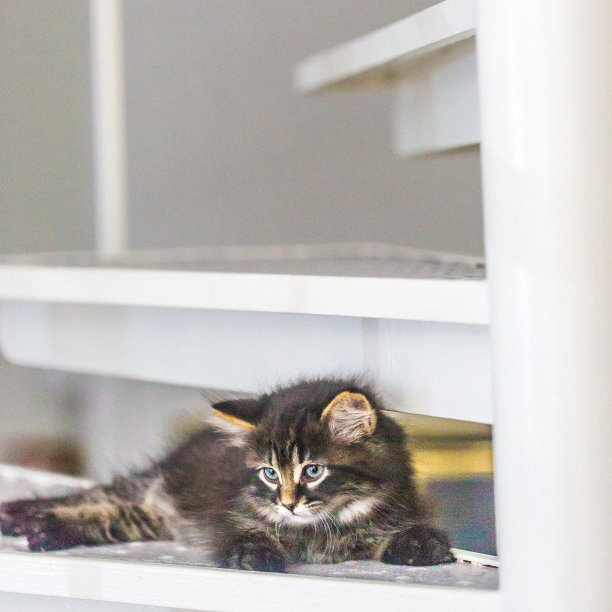 猫图片素材ID：153938032