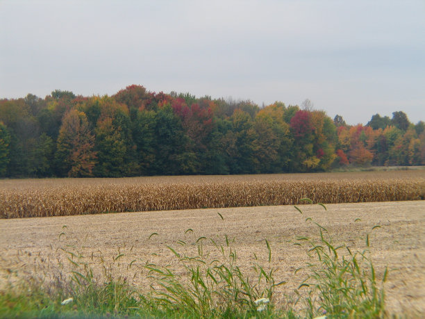 秋天Fields-2图片下载