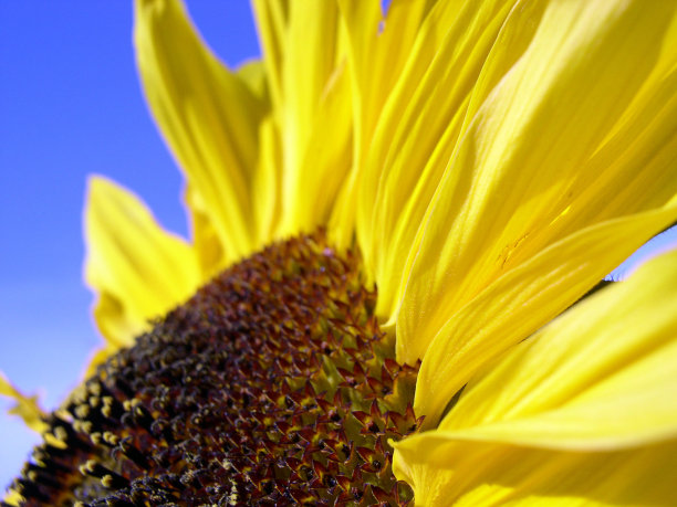 向日葵图片下载