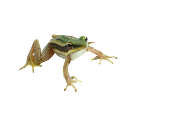 绿色的小青蛙图片下载