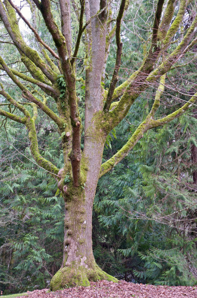 大老大叶枫树在冬天图片下载