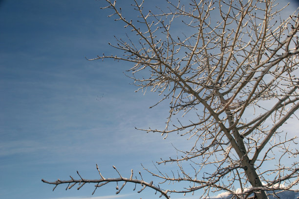 冬天的阿斯彭图片下载