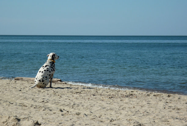 沙滩上的达尔马提亚图片下载