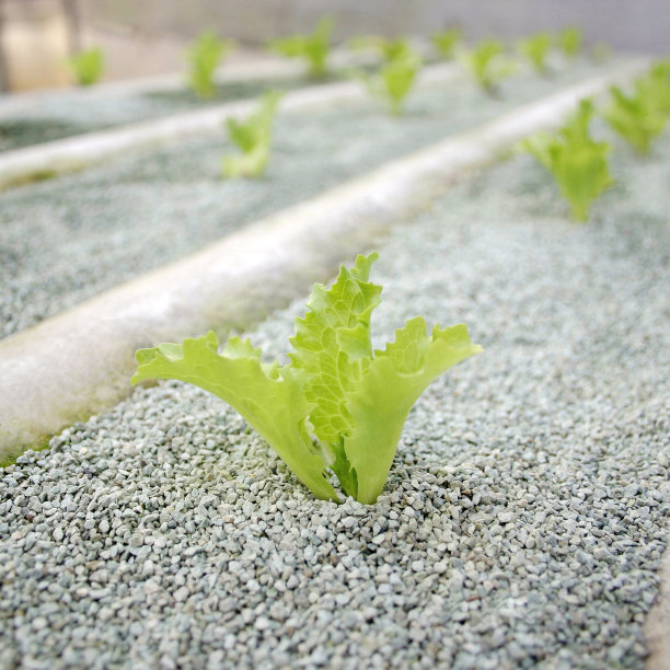 芽的生菜图片下载