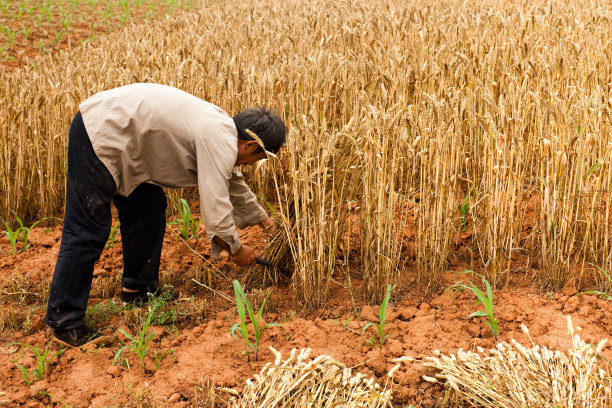 农民与麦田图片下载
