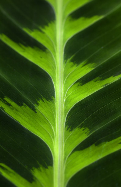 绿党文摘图片下载