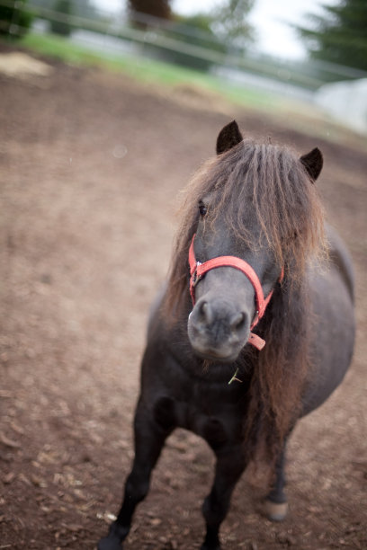 小型马图片下载