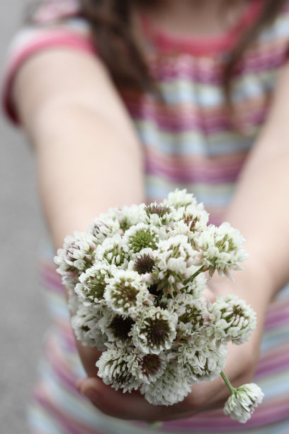 三叶草花束图片下载