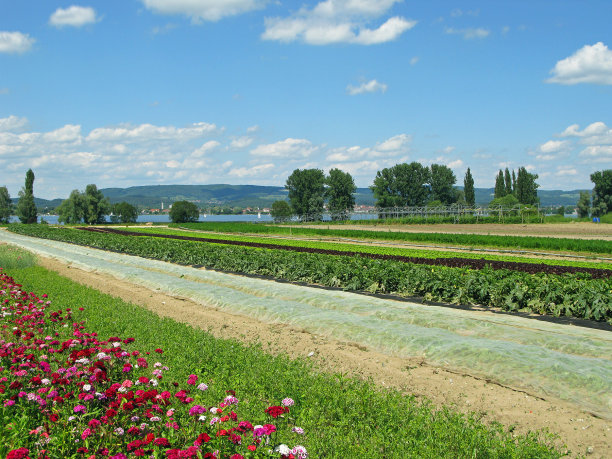 大菜园图片下载