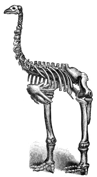 迪诺尼斯图片下载