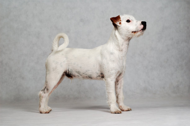 牧师Rusell梗图片下载