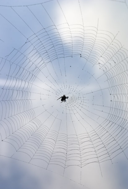 带露珠的背光蜘蛛网图片下载