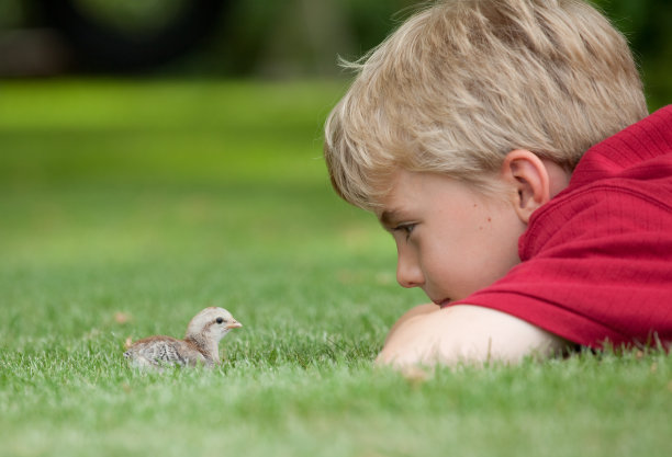 小男孩看着小鸡图片下载