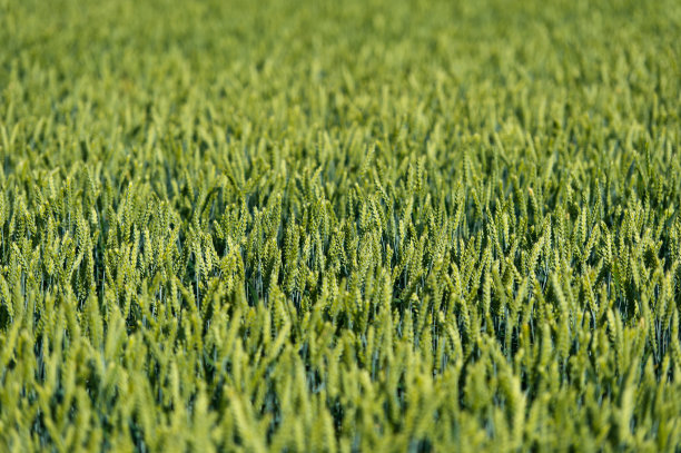 其中绿色作物图片下载