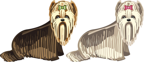 两种不同颜色的狗-约克夏梗图片下载