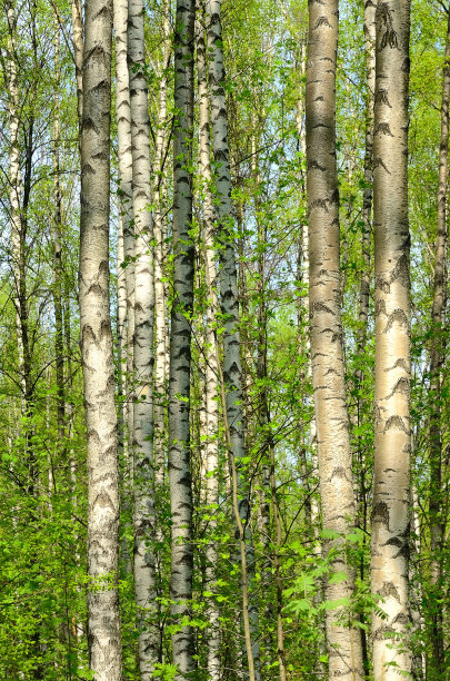 春天的桦木图片下载