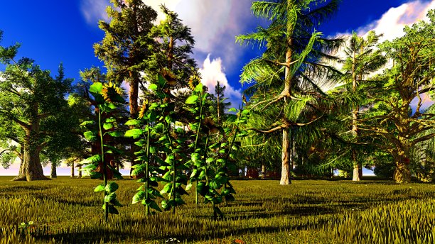 向日葵图片下载