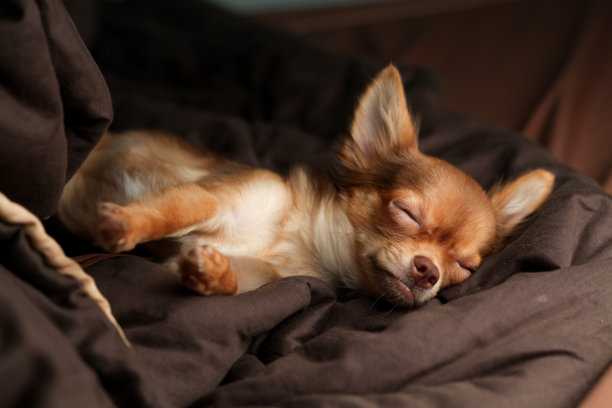 吹吉娃娃睡觉图片下载