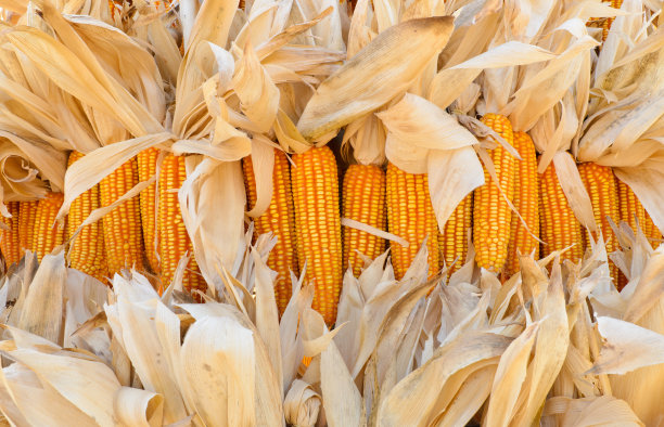 干玉米图片下载