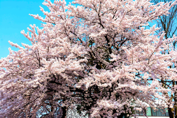 樱桃？花？樱花图片下载