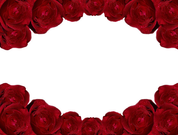 孤立在白色背景上的玫瑰。图片下载