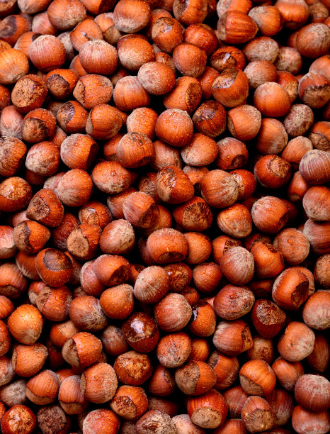 榛子生图片下载