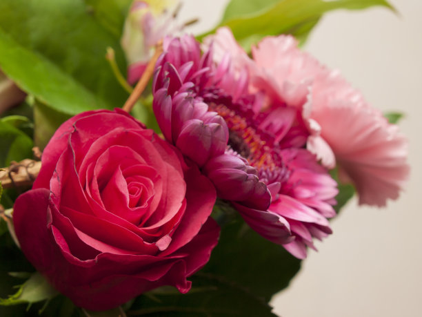 束鲜花图片下载