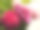 束鲜花图片下载