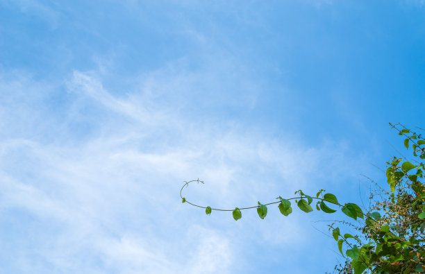 绿叶映着天空图片下载